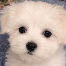 Levi - White male Maltese puppy in North Myrtle Beach, South Carolina from Perfect Puppies