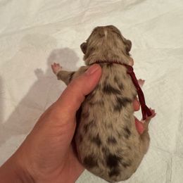 Cherry - Red merle female Australian Shepherd puppy in Columbia Falls, Montana from Firefly Horse Co Wellness Retreat Center