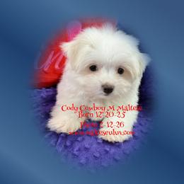 Cody Cowboy - White male Maltese puppy in Silverhill, Alabama from Malteseuluv’s Tiny Treasurers