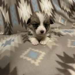 Otto - Red male Pembroke Welsh Corgi puppy in Maupin, Oregon from Bailey Nannini