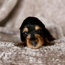 Rusty - Black and tan male Dachshund puppy in El Dorado Hills, California from Golden Hill Dachshunds