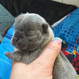 Lilac girl 1 - Blue female French Bulldog puppy in Pennsylvania from R & C French Bulldogs
