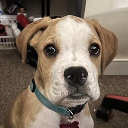 Boxers and French Bulldogs from Nelson’s Fancy Frenchies and Bulldogs