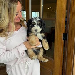 Nugget - Tri-color male Bernedoodle puppy in Yuba City, California from Ranch House Doodles