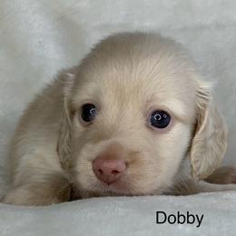 Dobby - Cream male Dachshund puppy in Saint Petersburg, Florida from Sunshine Doxie Ranch