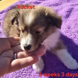 TINY Rocket - Sable and white male Shetland Sheepdog puppy in Houston, Texas from LaLa's Lilliputian Lassies