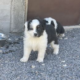 Girl 1 - Black tri-color Australian Shepherd puppy in Eagle Mountain, Utah from Golden Oak Gypsy