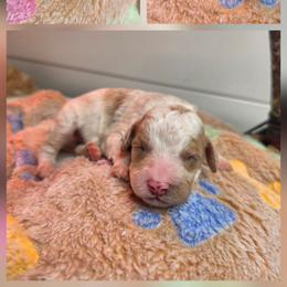 Kyra - Parti female Goldendoodle puppy in Palestine, Texas from KK's Doodle Bunch