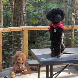Poodle puppies from FurEver Poodles