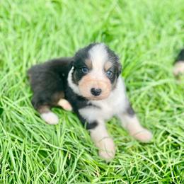 Nestle - Black tri-color male Australian Shepherd puppy in Kentland, Indiana from Pine Grove Aussies