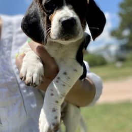 Beagle Puppies from Bluebonnet Kennels