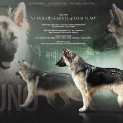 YUNO - German Shepherd
