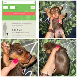 Truffle - Chocolate and tan male Yorkshire Terrier puppy in Cleveland, Tennessee from Moody’s Morkies and More