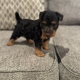 Joy- Yellow - Black and tan female Welsh Terrier puppy in Licking, Missouri from Bean Creek Dachshunds & Terriers