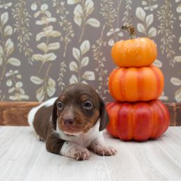 Piebald Female - Piebald female Dachshund puppy in Wichita, Kansas from Geta Long Little Doggie