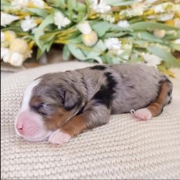 Grace - Merle female Bernedoodle puppy in Ammon, Idaho from Little Stone Bernedoodles