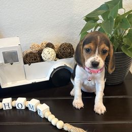 Pocket Beagle Rose - Black white and tan female Beagle puppy in Gentry, Arkansas from HC Puppy Ranch