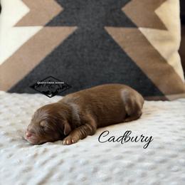 Cadbury - Red tri male Miniature Australian Shepherd puppy in Cody, Wyoming from Quartz Creek Aussies