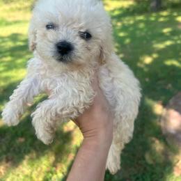 Butter - Cream male Poodle puppy in Yellville, Arkansas from Ozark Mountain Doodles & Pugs