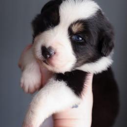 Snickerdoodle - Black tri-color female Australian Shepherd puppy in Georgetown, Texas from River Reign Australian Shepherds