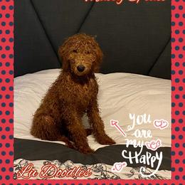 Goldendoodle Puppies from Lu Doodles