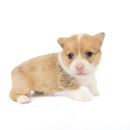 Clementine - Red merle and white female American Corgi puppy in Adairsville, Georgia from Ingram's Corgis