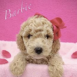 Poodle puppies from Kingdom Kennels