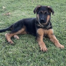 Sweet Camo girl is Available 4000 - Black and red female German Shepherd puppy in Galt, California from At Redwood Runs