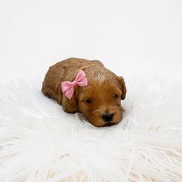 Winnie - Red female Maltipoo puppy in St. George, Utah from Winchester Hills Poodles and Doodles