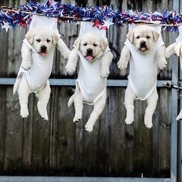 Labrador Retriever Puppies from Flashylabs  AKC GR CHAMPION SIRED