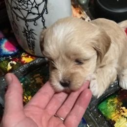 Morkies from Fallone Morkies
