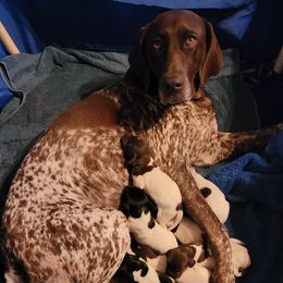 German Shorthaired Pointers from Dragoon Mountain Kennels