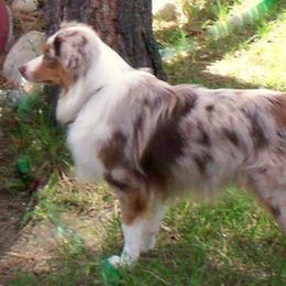 Junebug - Toy Australian Shepherd