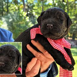 Mr. Red Collar - Black male Australian Labradoodle puppy in Wake Forest, North Carolina from Lucky Country Labradoodles