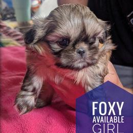 Foxy - Black and tan female Shih Tzu puppy in Orient, Ohio from Forever Friends Shih-Tzu