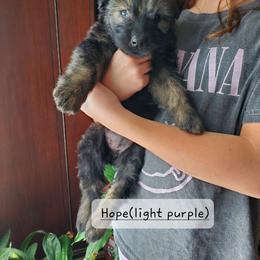Hope (light purple) - Brindle female Bouvier des Flandres puppy in Ashtabula, Ohio from Beulah Bouviers and Havanese