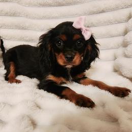 London - Black and tan female Cavalier King Charles Spaniel puppy in Wilburton, Oklahoma from My Kids Kennel