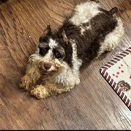 Marleigh - Miniature Schnauzer