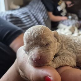 Mocha - Cafe au lait male Maltipoo puppy in Sedro Woolley, Washington from Absher Ranch