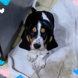 Basset Hound Puppies from Honey Moon Hounds