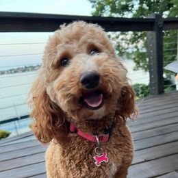 Sadie - Poodle