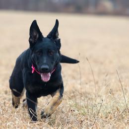 Cobra - Bi-color female German Shepherd puppy in Prospect, Connecticut from Di Massimo Canile