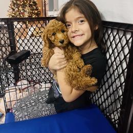 Bernedoodle, Goldendoodle, and Sheepadoodle Puppies from Maplesierradoodles