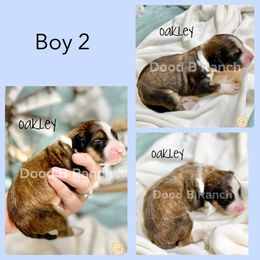 Aussiedoodle and Bordoodle Puppies from Dood B Ranch Doodles