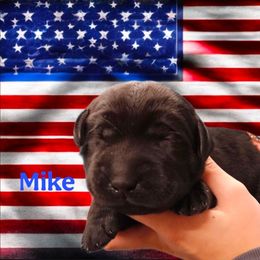 Mike - Black male Dilute Retriever puppy in Sidney, Nebraska from Nebraska Strong Labradors