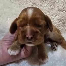 Bean - Red male Cocker Spaniel puppy in Florence, South Carolina from Reddick's American Cocker Spaniels