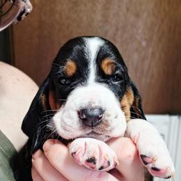Princess - Black brown and white female Basset Hound puppy in Bellaire, Ohio from Blessed Bassets