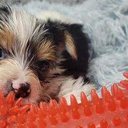 Jameson (Scorpion) - Parti Yorkshire Terrier puppy in Elon, North Carolina from Parti Yorkies