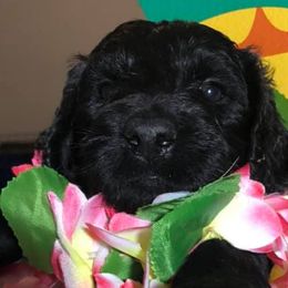 Assorted Doodle Crosses, Bernedoodles, Dachshunds, Goldendoodles, and Havanese from Kim's Cove Dog Co.