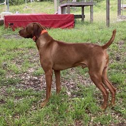 Zoom - Vizsla